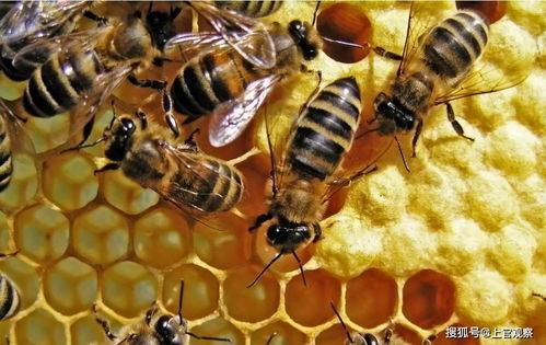 杨霞土蜂蜜是真的吗